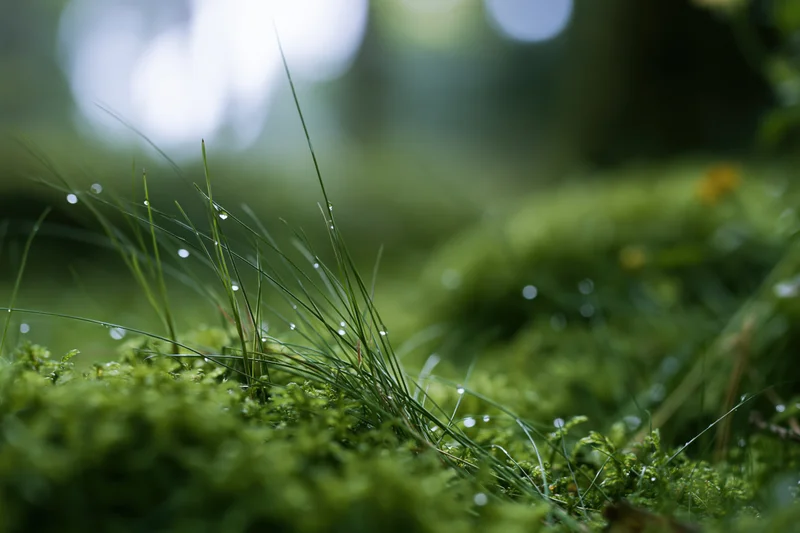 Close-up of green moss and thin grass with dewdrops on forest floor