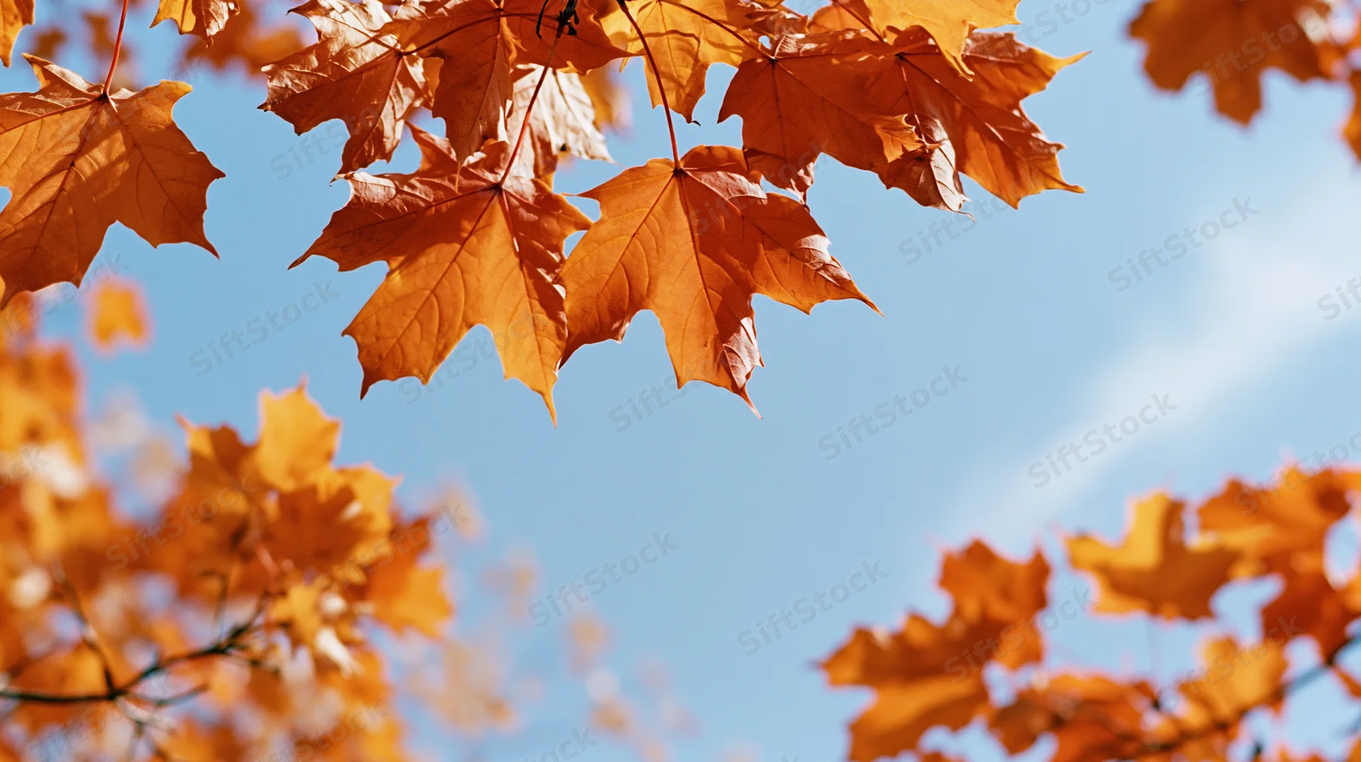 Bright orange maple leaves against a clear blue sky in autumn
