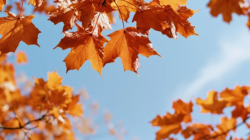 Bright orange maple leaves against a clear blue sky in autumn