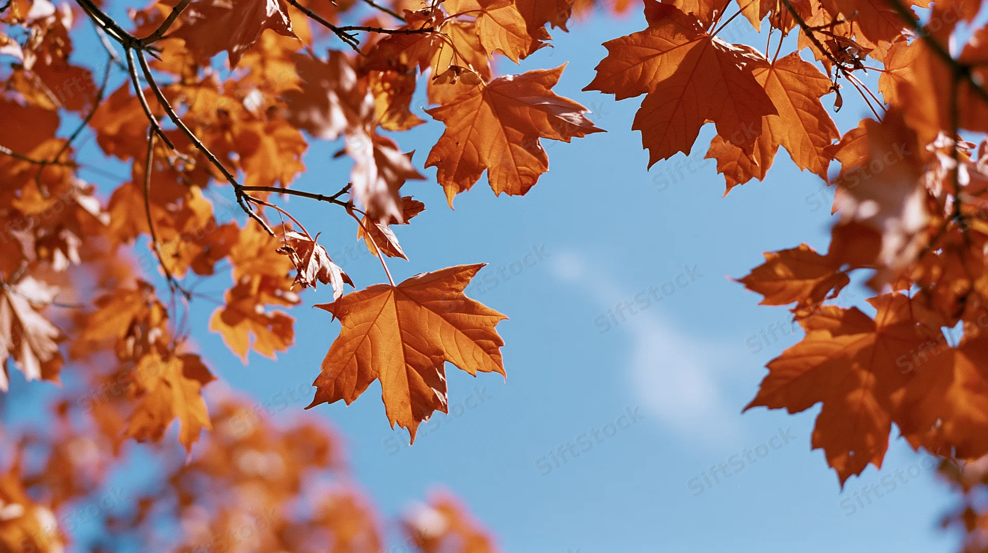 Bright orange maple leaves on thin branches against a clear blue sky in autumn