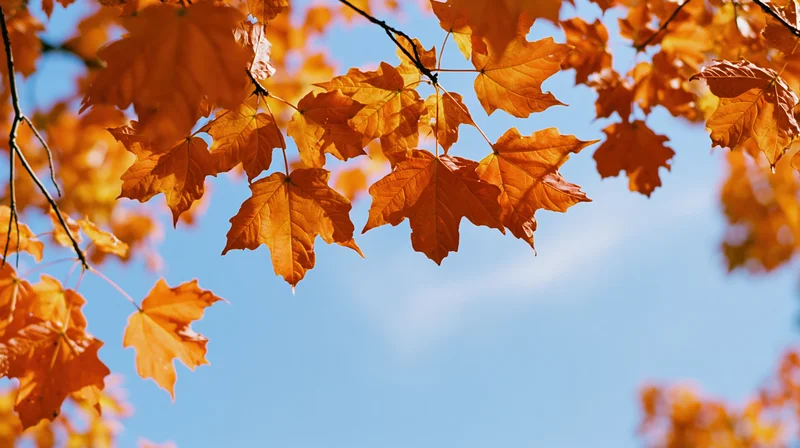Bright orange maple leaves on thin branches against a clear blue sky in autumn