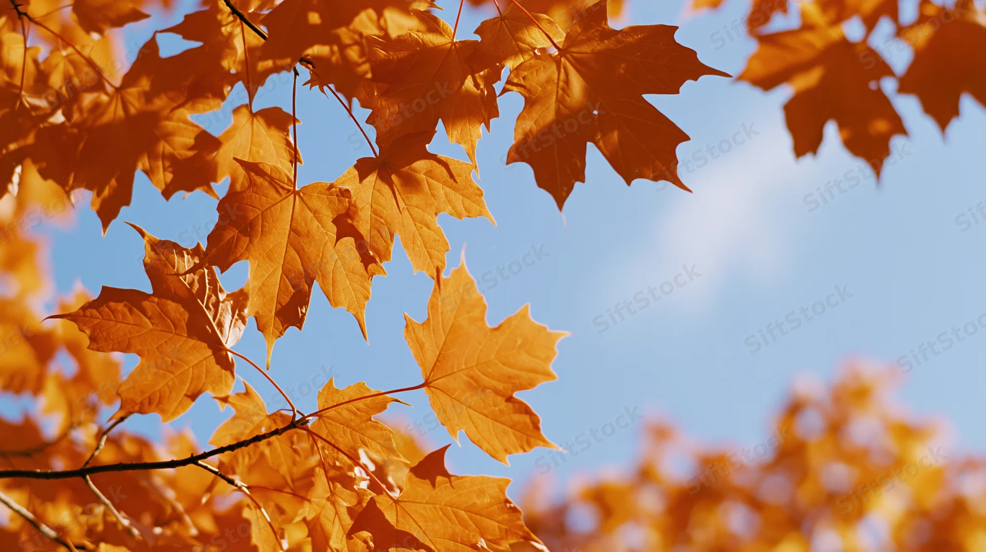 Bright orange maple leaves on thin branches against a clear blue sky in autumn