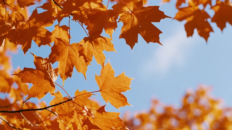 Bright orange maple leaves on thin branches against a clear blue sky in autumn