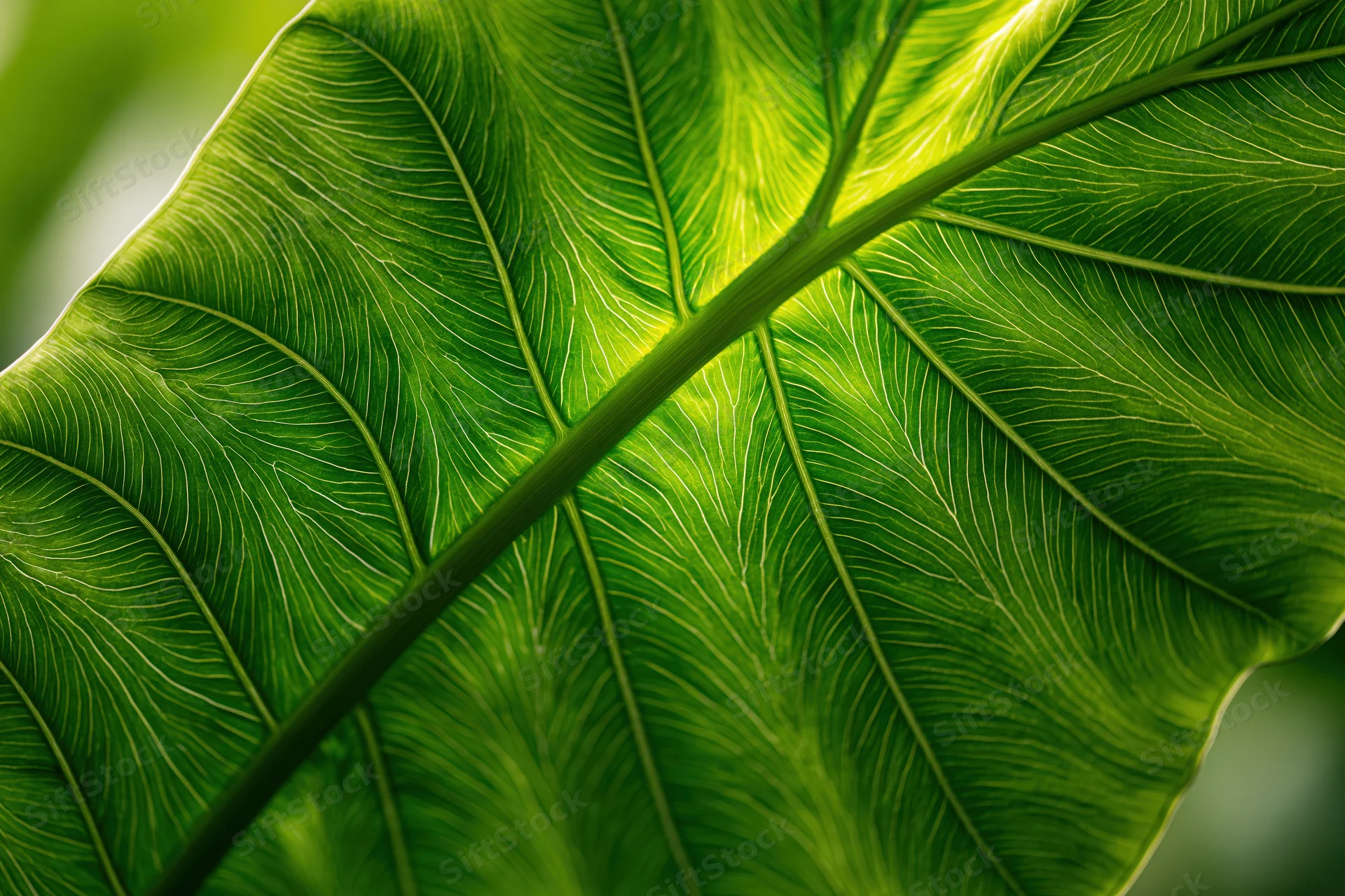 Close-up of a large tropical leaf surface showing detailed veins and texture in natural sunlight