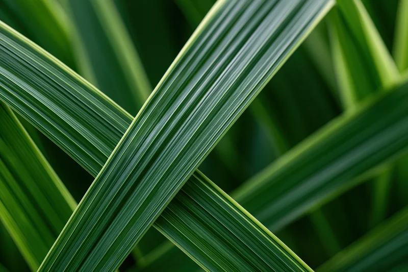 Overlapping green leaves in diagonal pattern forming natural texture