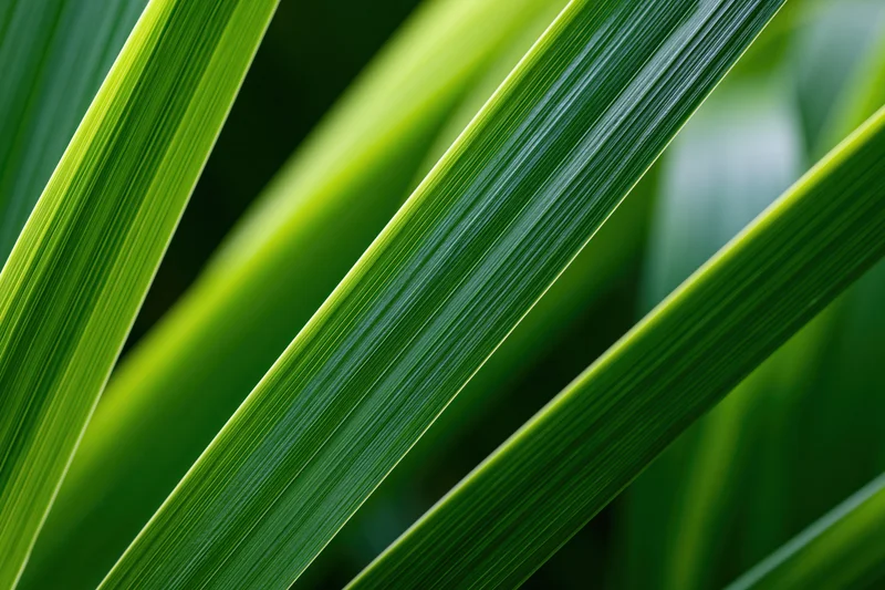 Close-up of overlapping long green leaves arranged diagonally in a natural setting