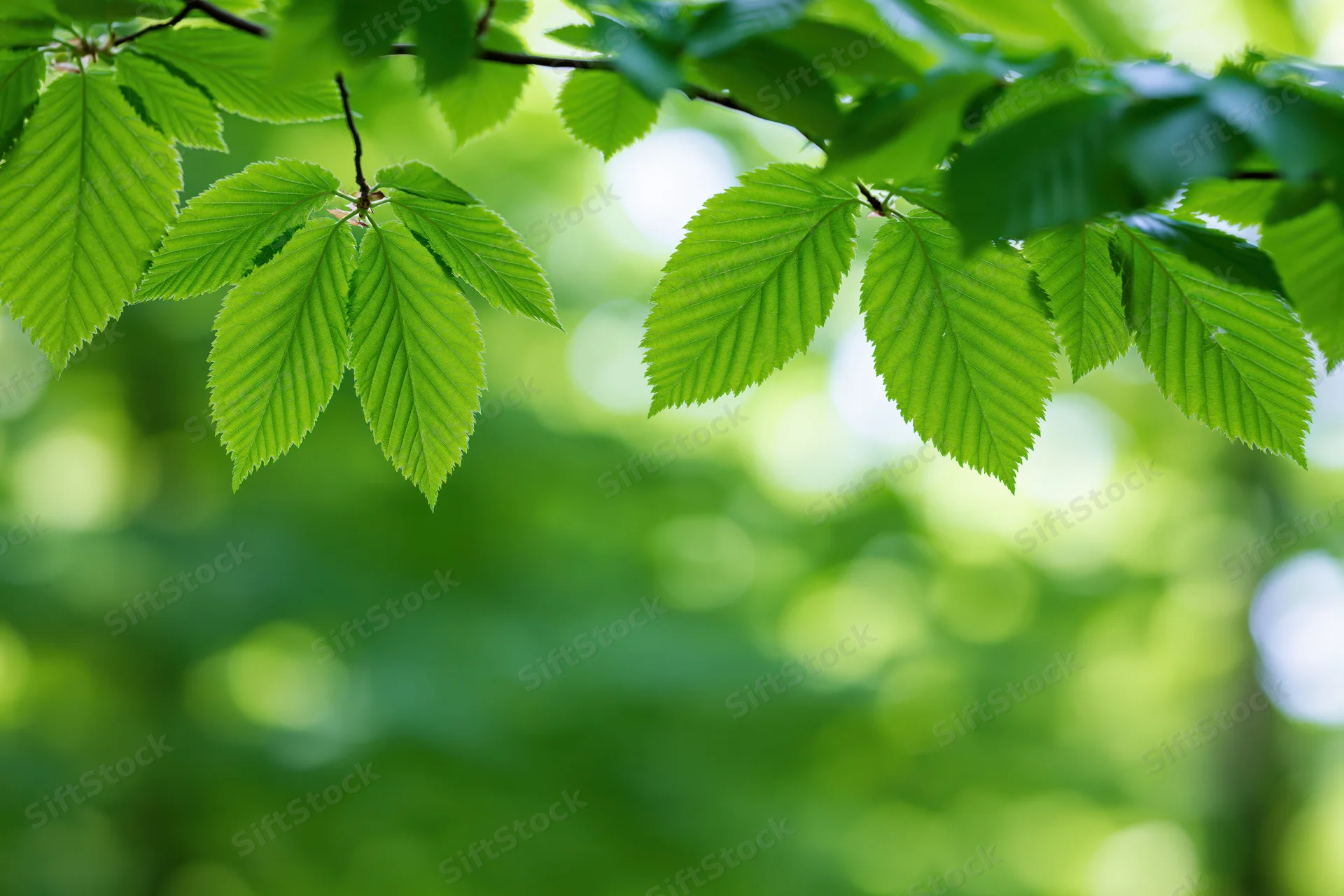 Close-up of fresh green beech leaves on a slender branch in a sunlit forest setting
