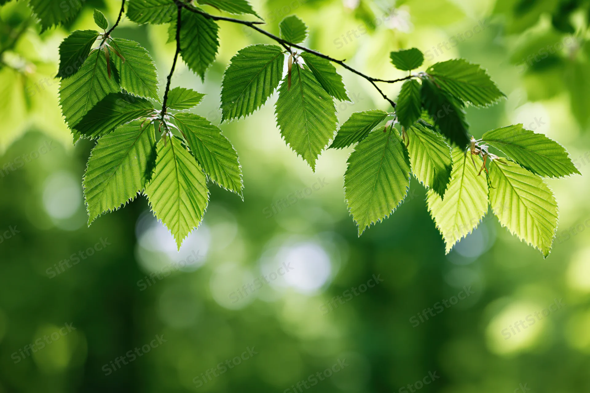 Close-up of fresh green beech leaves on a slender branch in a sunlit forest setting