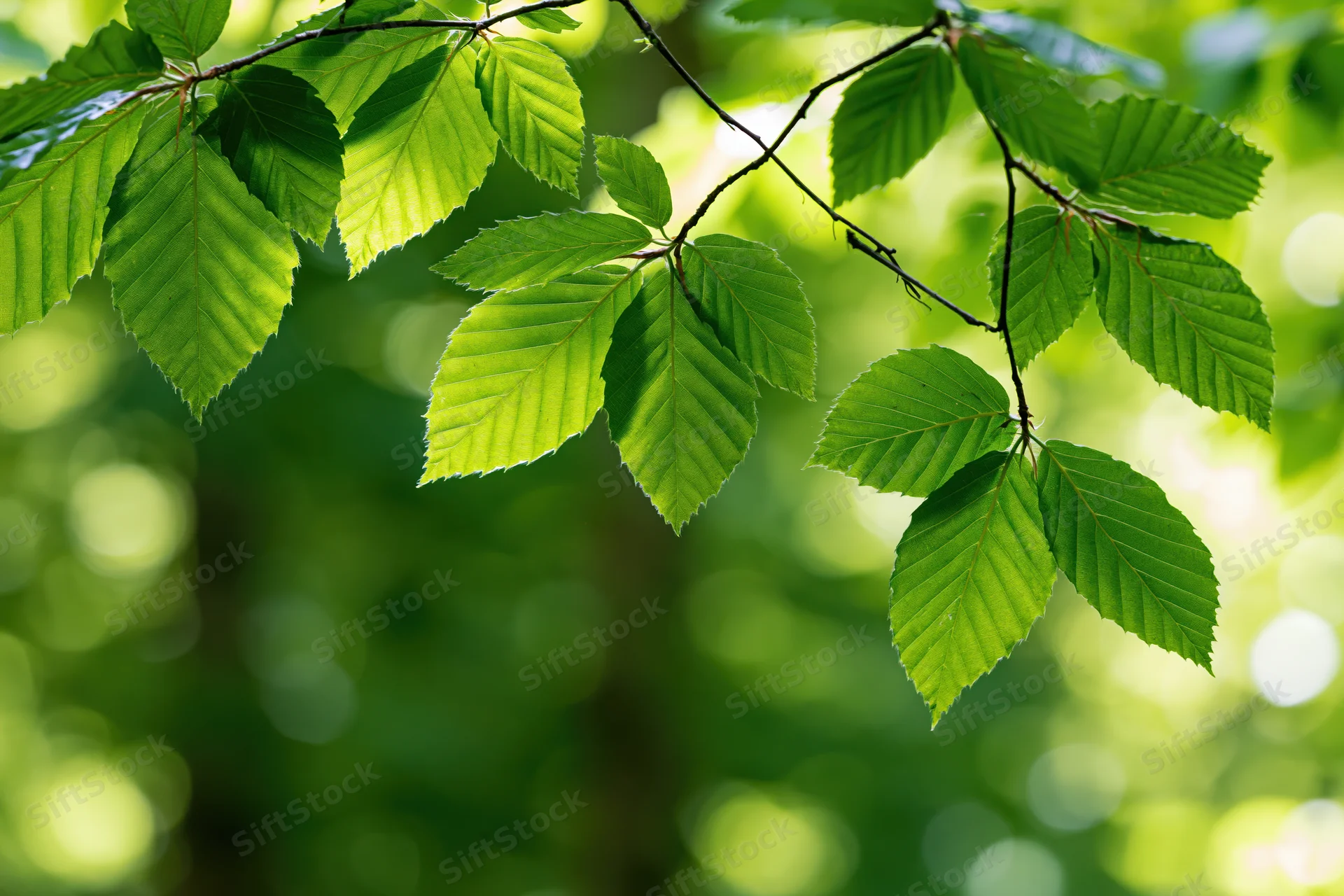 Closeup of fresh green beech leaves on a slender branch in a sunlit forest setting