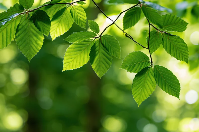 Closeup of fresh green beech leaves on a slender branch in a sunlit forest setting