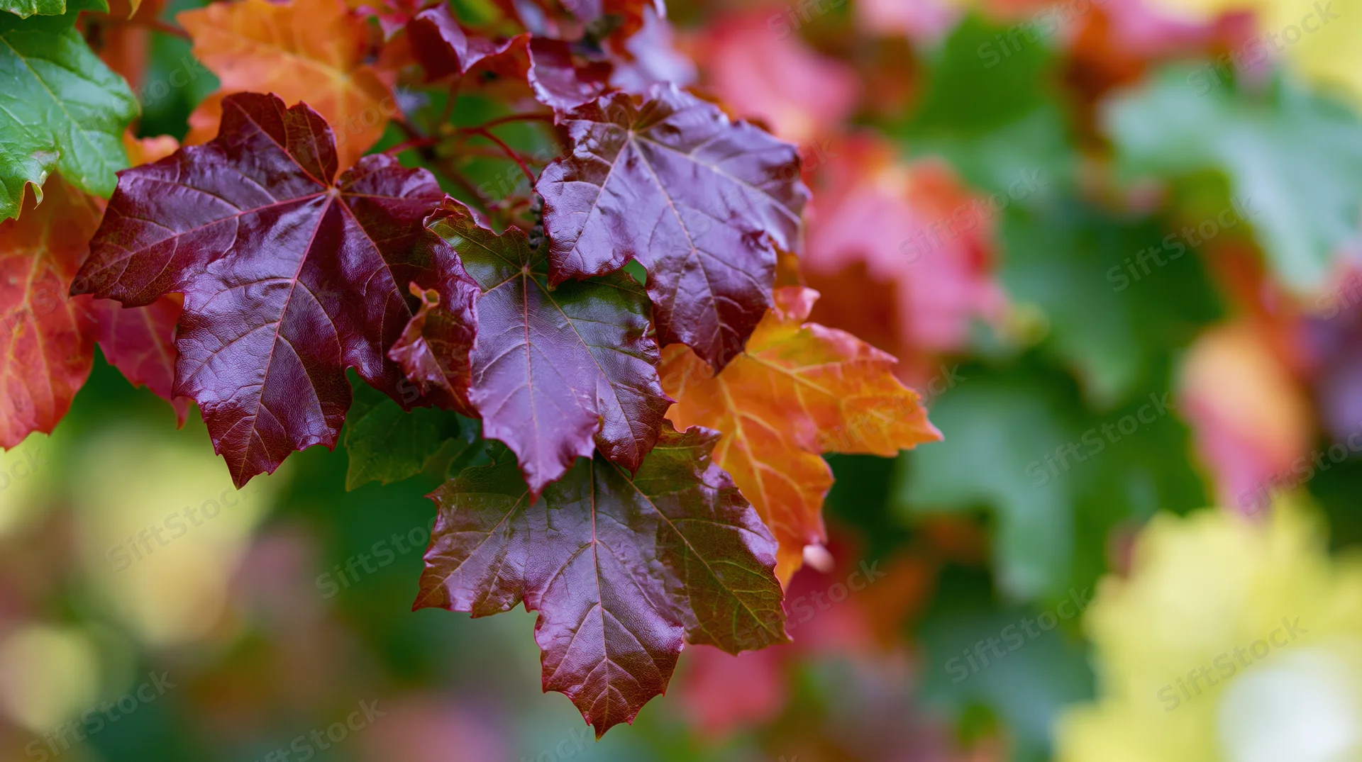 Close-up of maple leaves in autumn colors on a branch with blurred foliage background