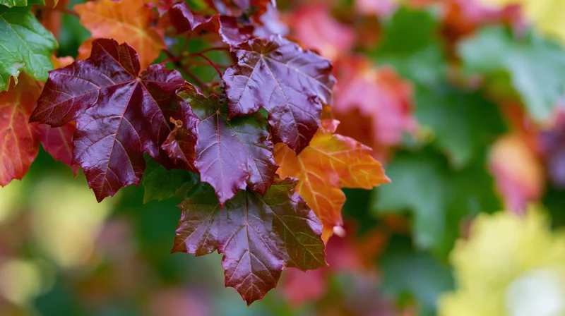 Close-up of maple leaves in autumn colors on a branch with blurred foliage background
