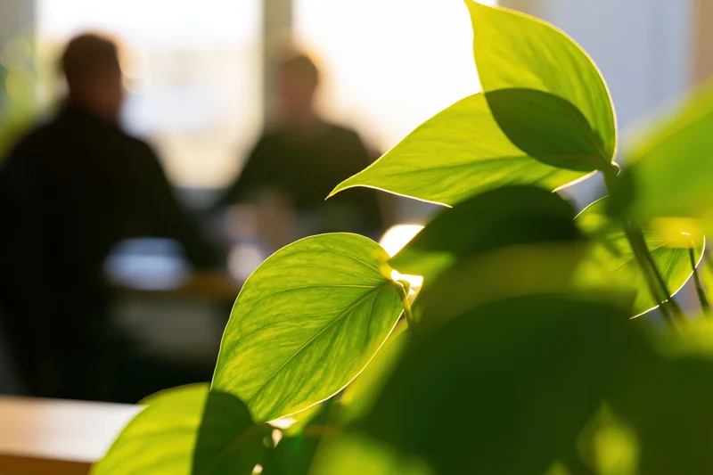 Bright green pothos leaves in sharp focus in the foreground with blurred office workers in the background
