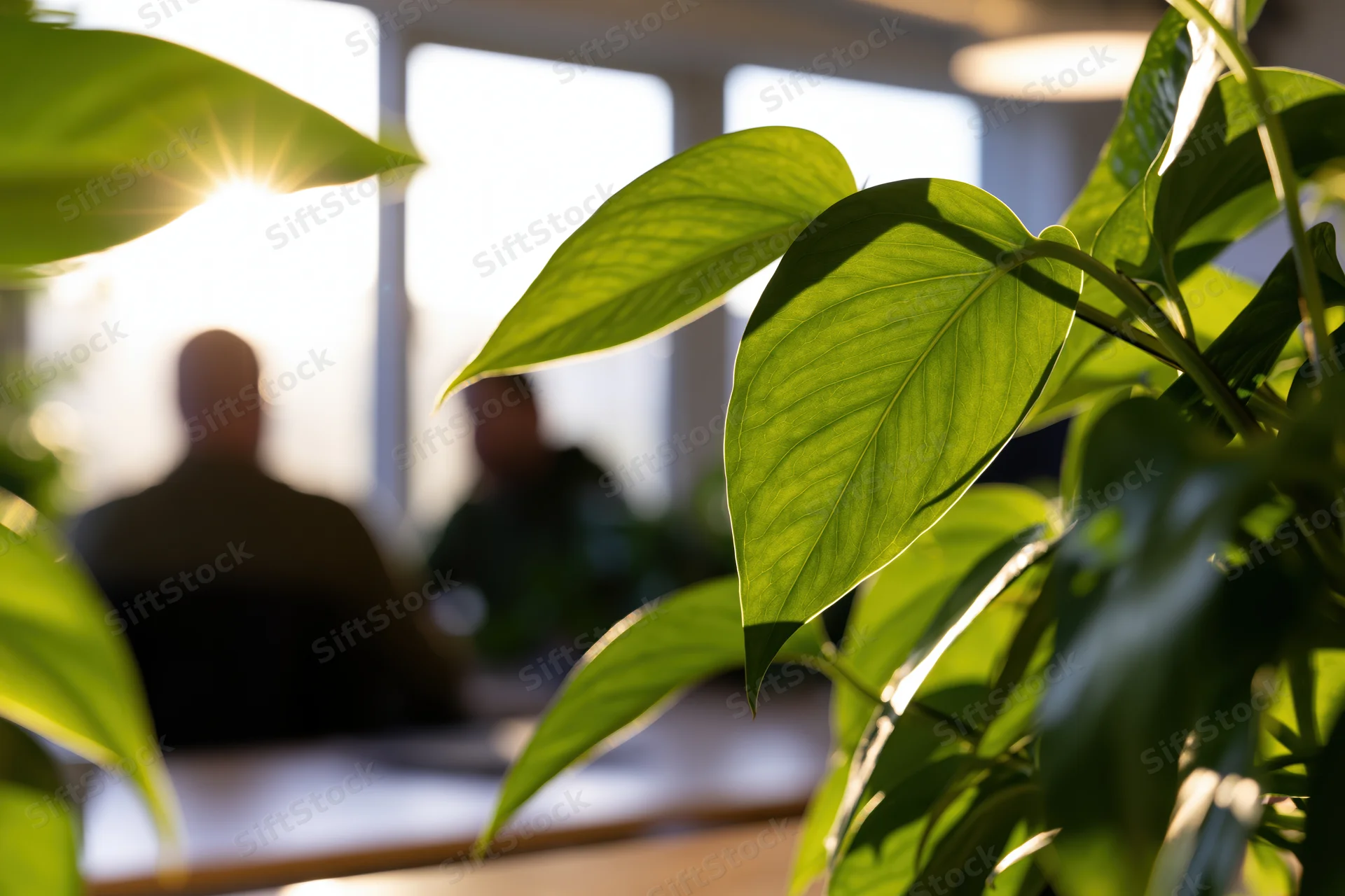 Close-up of pothos leaves in sunlight with blurred office meeting in background