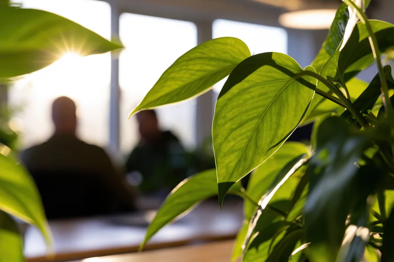 Close-up of pothos leaves in sunlight with blurred office meeting in background