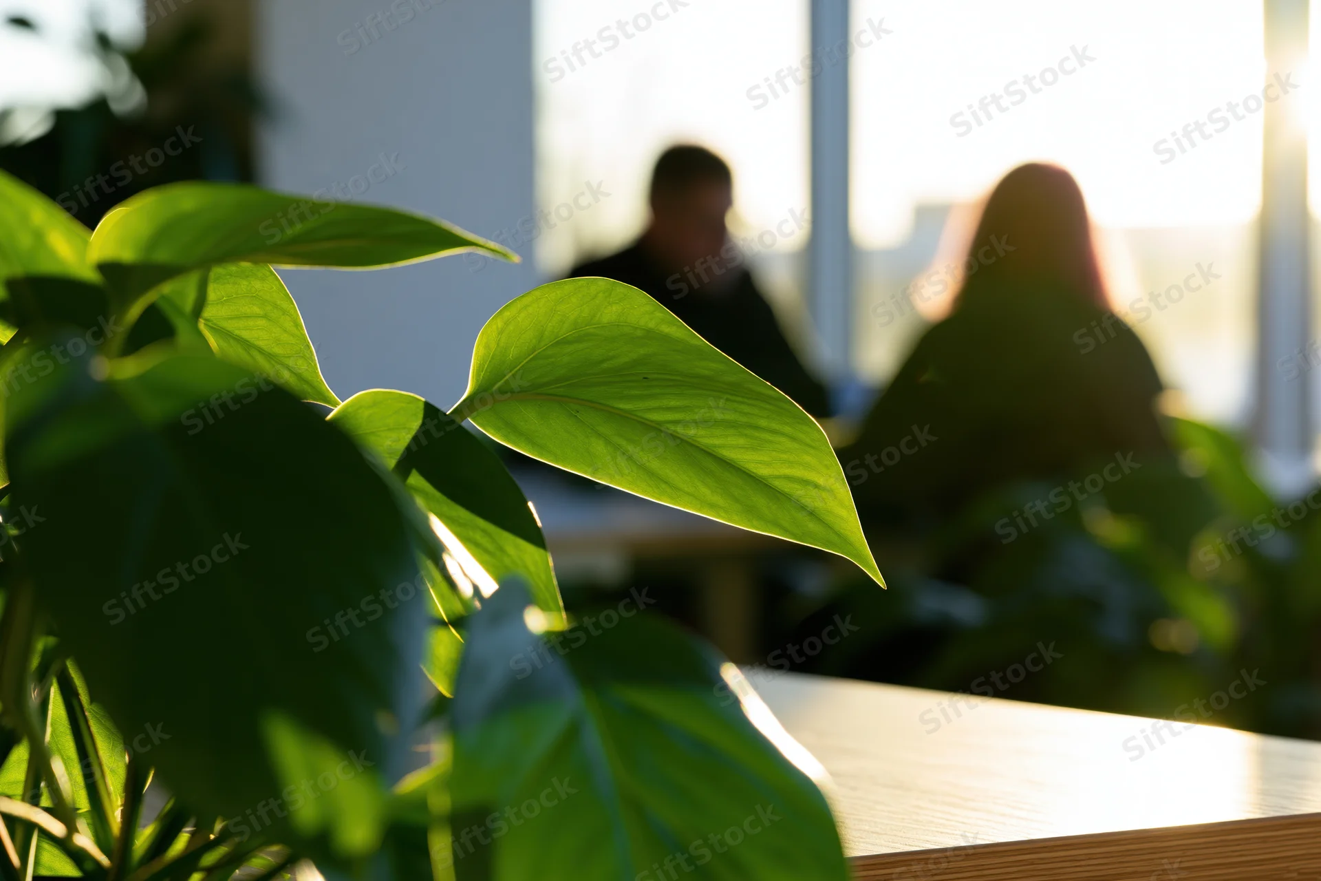 Close-up of pothos leaves in sunlight with blurred office workers in background