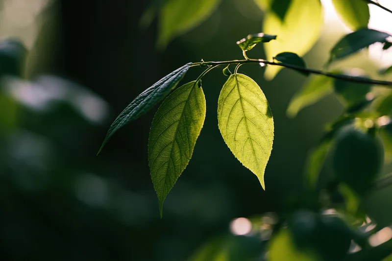 Close-up of green leaves on a branch backlit by sunlight in a natural setting