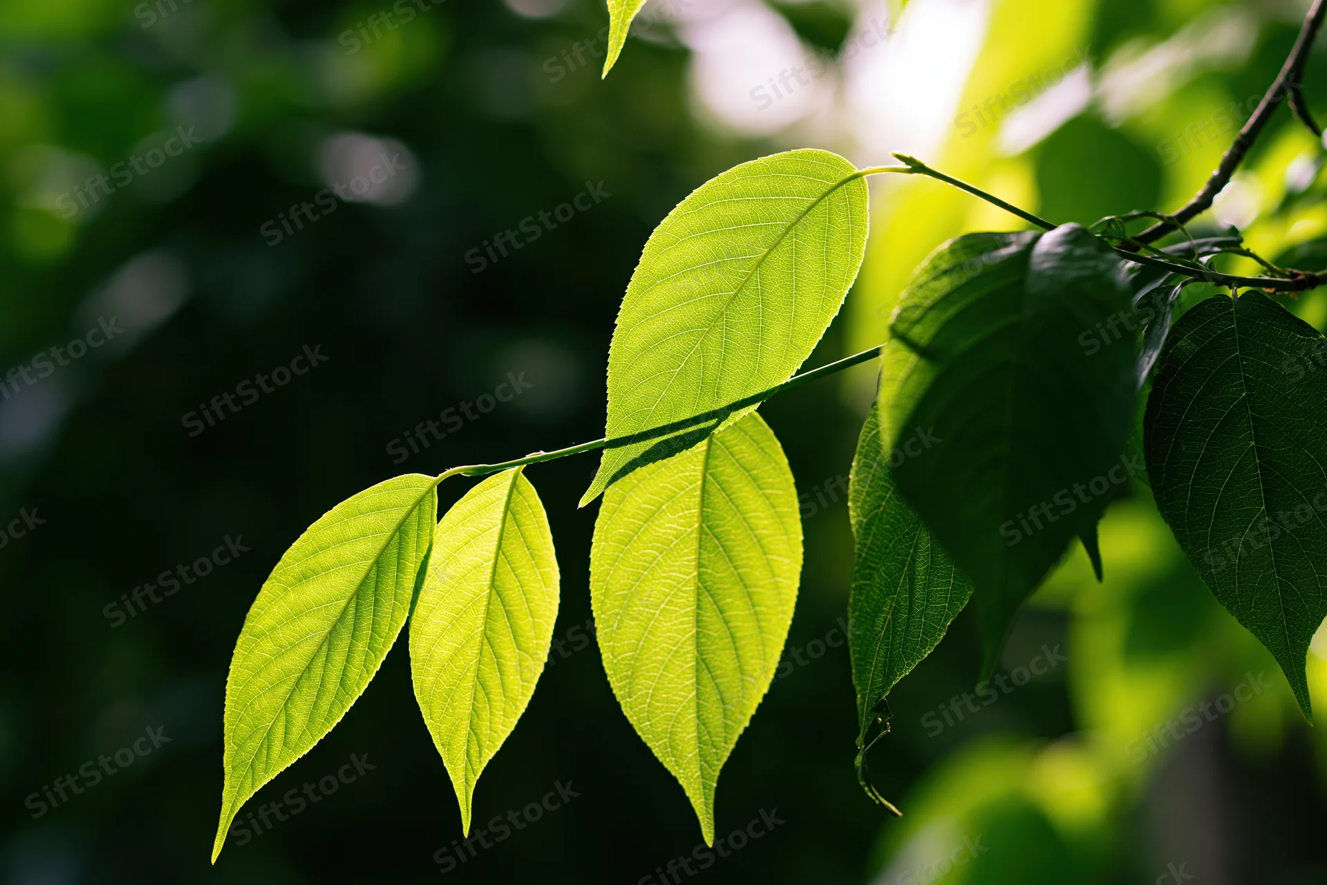 Close-up of green leaves on a branch backlit by sunlight in a natural setting