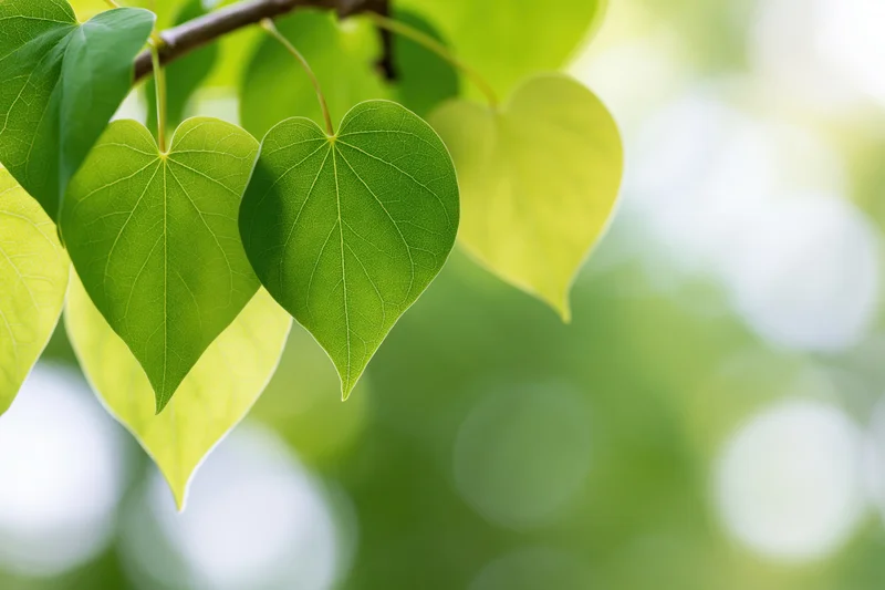 Heart-shaped green leaves hanging from a branch in a sunlit garden setting