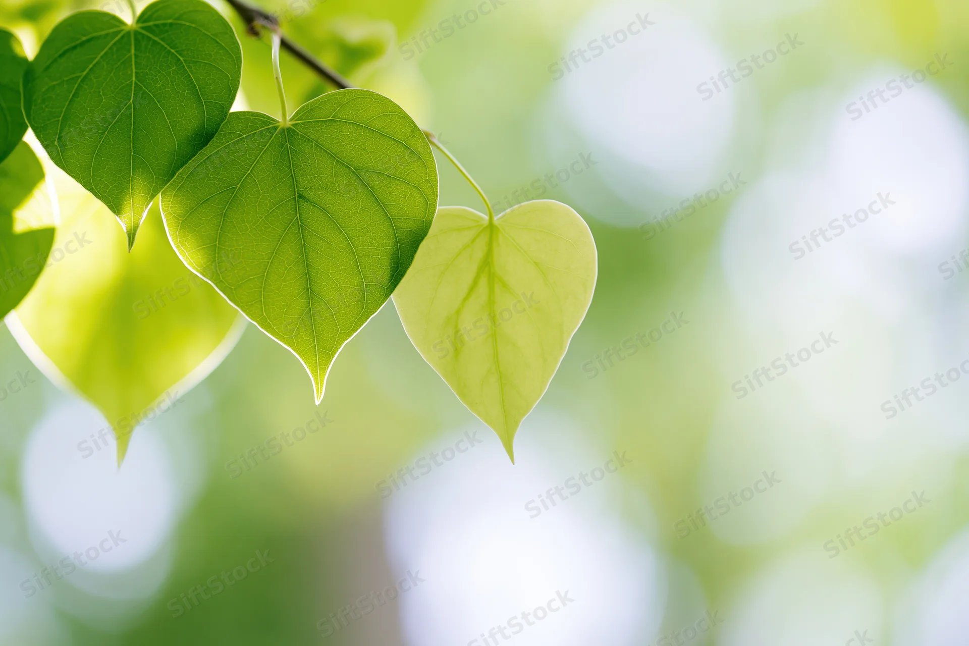 Heart-shaped green leaves hanging from a branch in soft sunlight with blurred green background