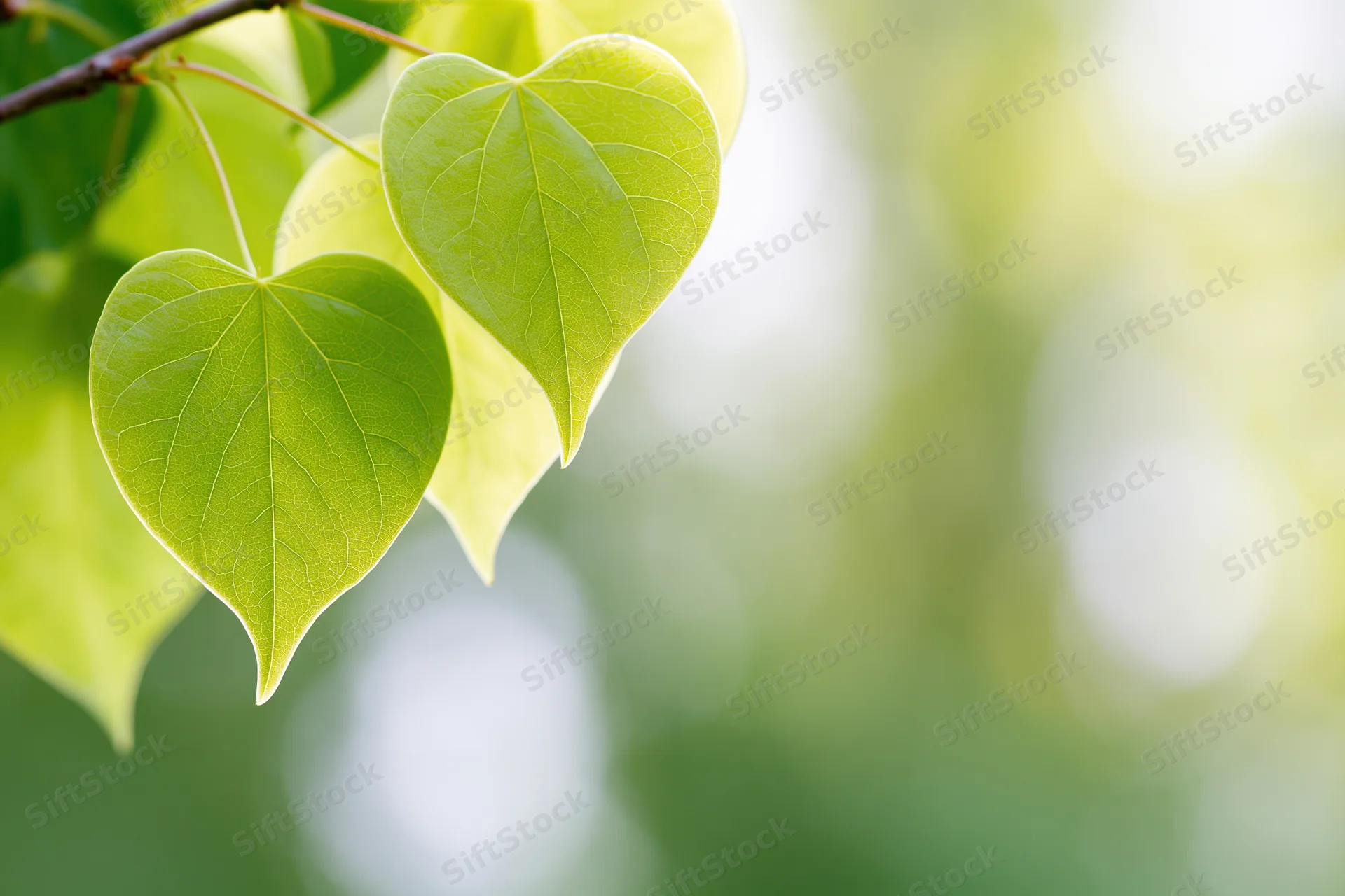 Heart-shaped green leaves hanging from a branch in soft sunlight with blurred green background