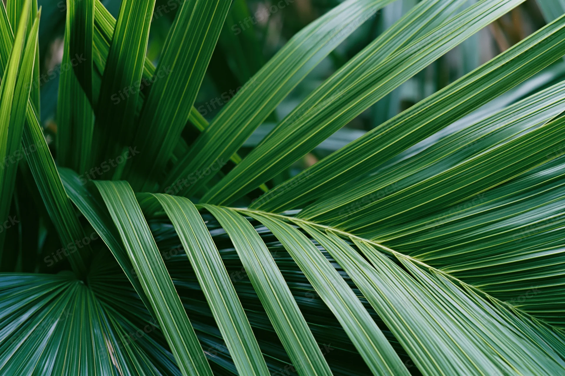 Close-up of overlapping tropical palm leaves filling the frame