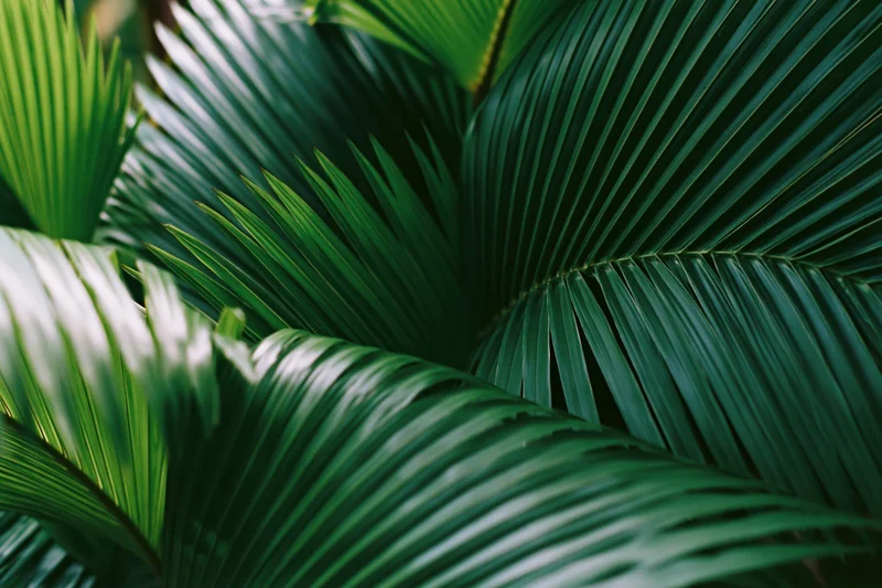 Close-up of overlapping tropical palm leaves filling the frame