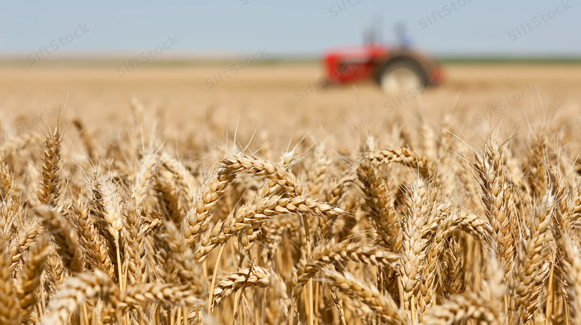 Ripe golden wheat stalks in a field with a red tractor harvesting in the background