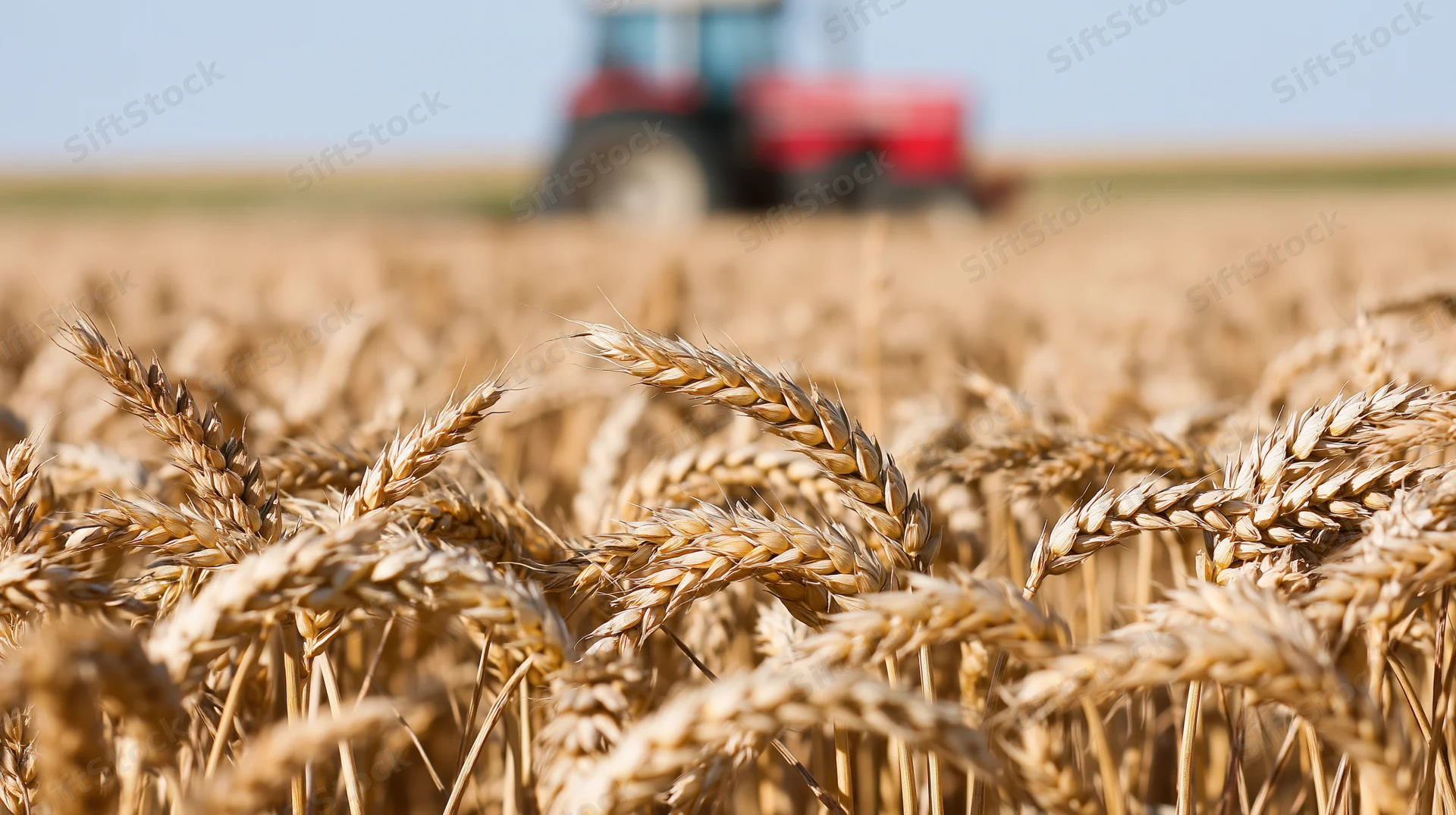 Ripe golden wheat stalks in a field with a red tractor in the background