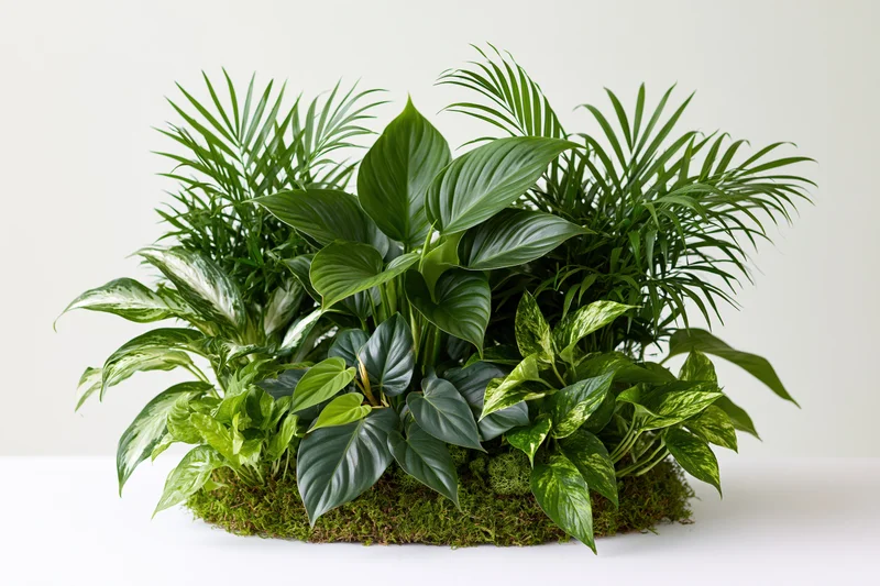 Cluster of tropical houseplants arranged on moss bed against white background