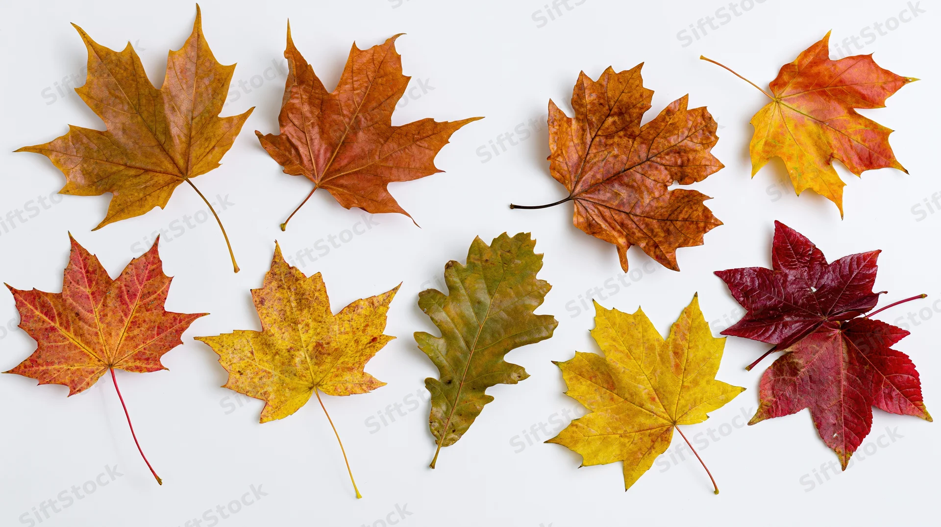 Ten autumn maple leaves arranged in a flat lay on a white background