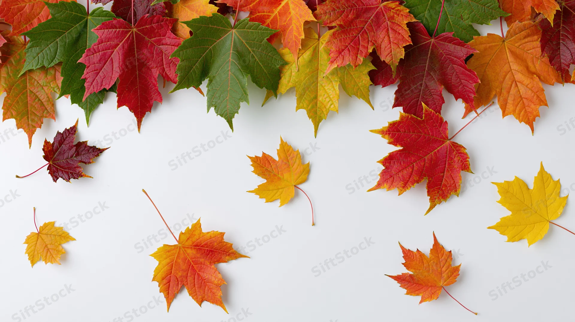 Colorful maple leaves arranged in an arc along the top of a white surface with copyspace below