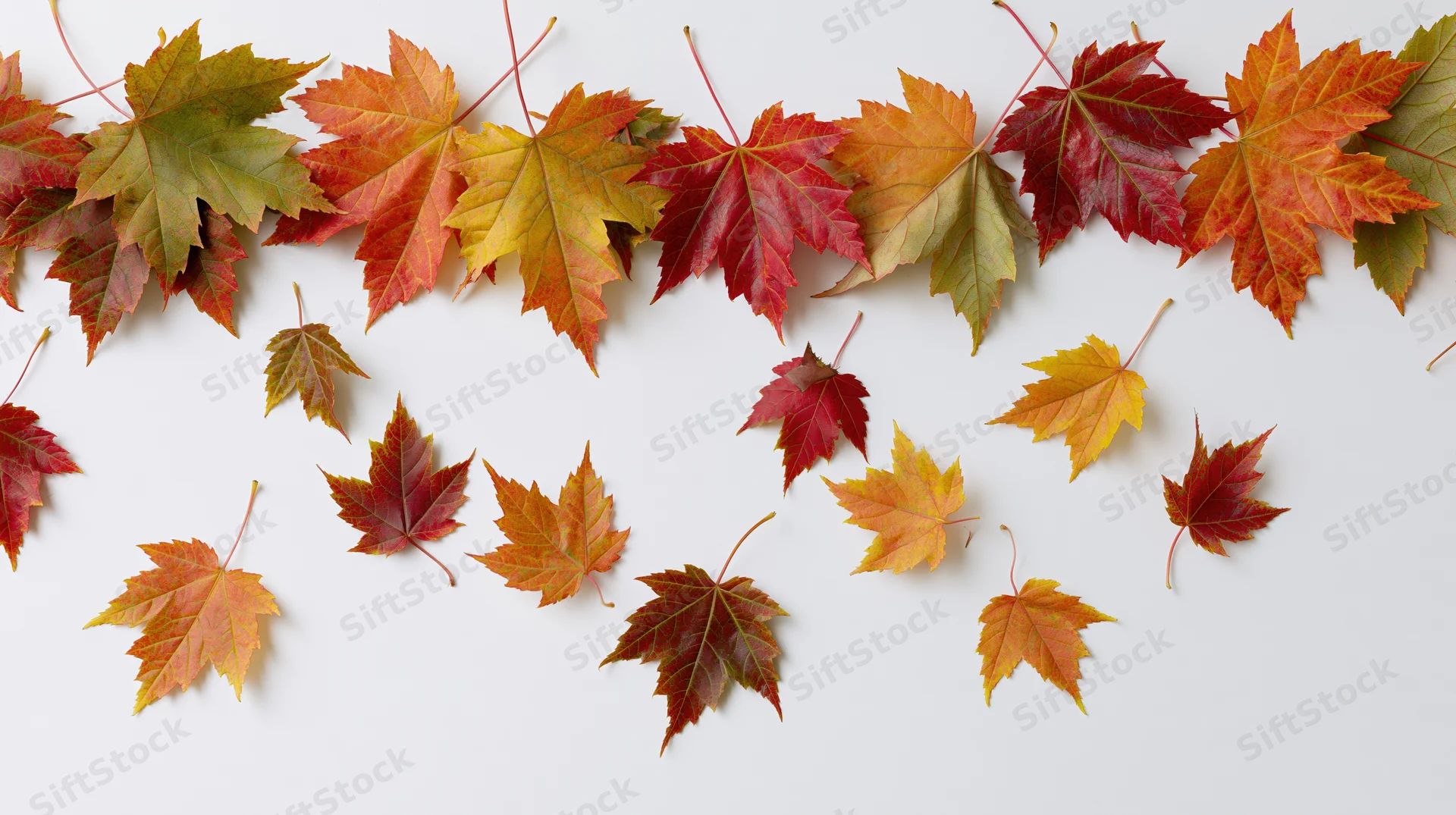 Colorful maple leaves arranged in a loose arc on white background with copyspace