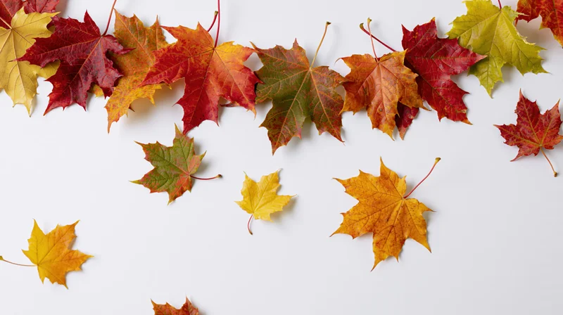 Colorful maple leaves arranged in loose arc on white background with copyspace