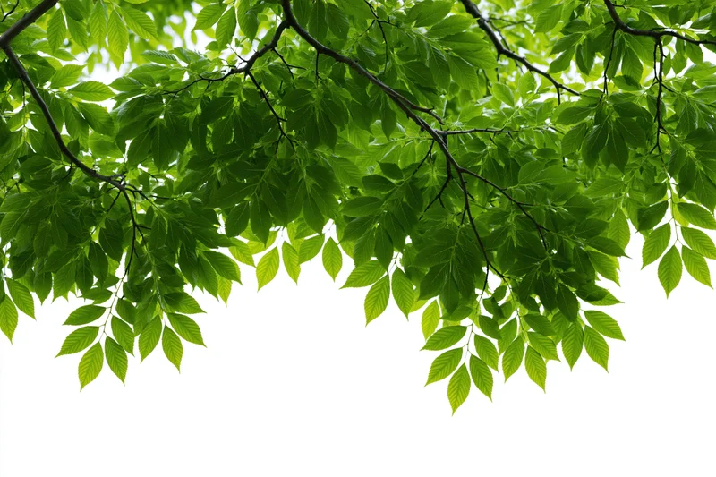 Green leaves of a deciduous tree hanging against a white background with copyspace below