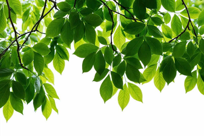 Green leaves hanging from tree branches against white background