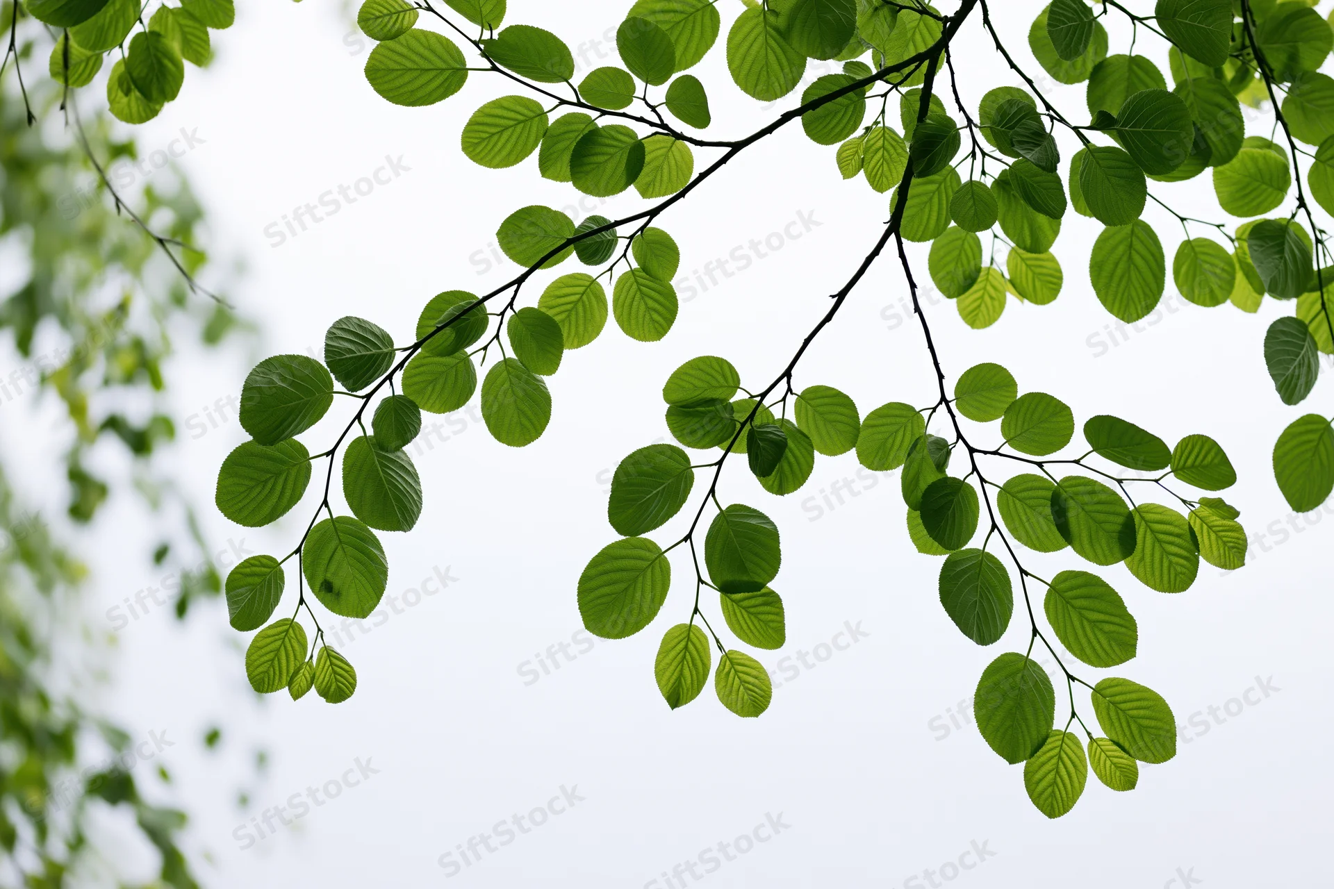 Fresh green oval leaves on tree branches against sky
