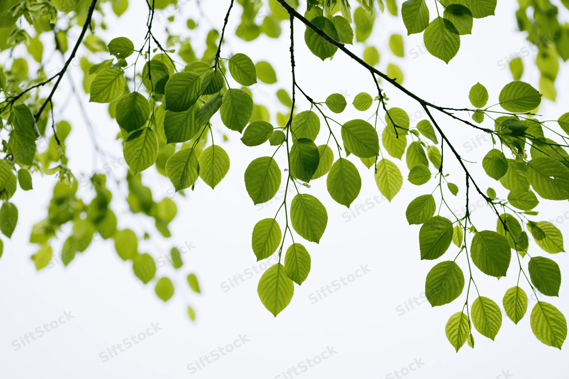 Fresh green oval leaves hanging from tree branches against bright sky