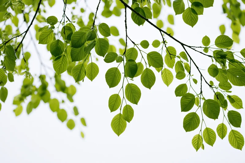 Fresh green oval leaves hanging from tree branches against bright sky