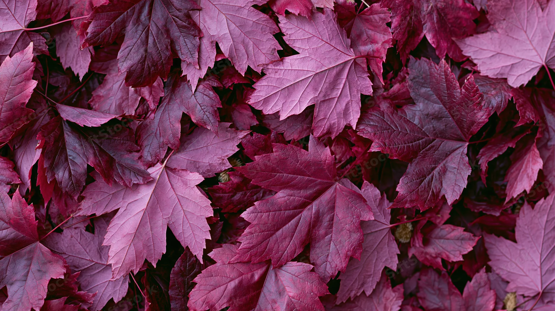 Dense carpet of fallen maple leaves covering the ground in autumn