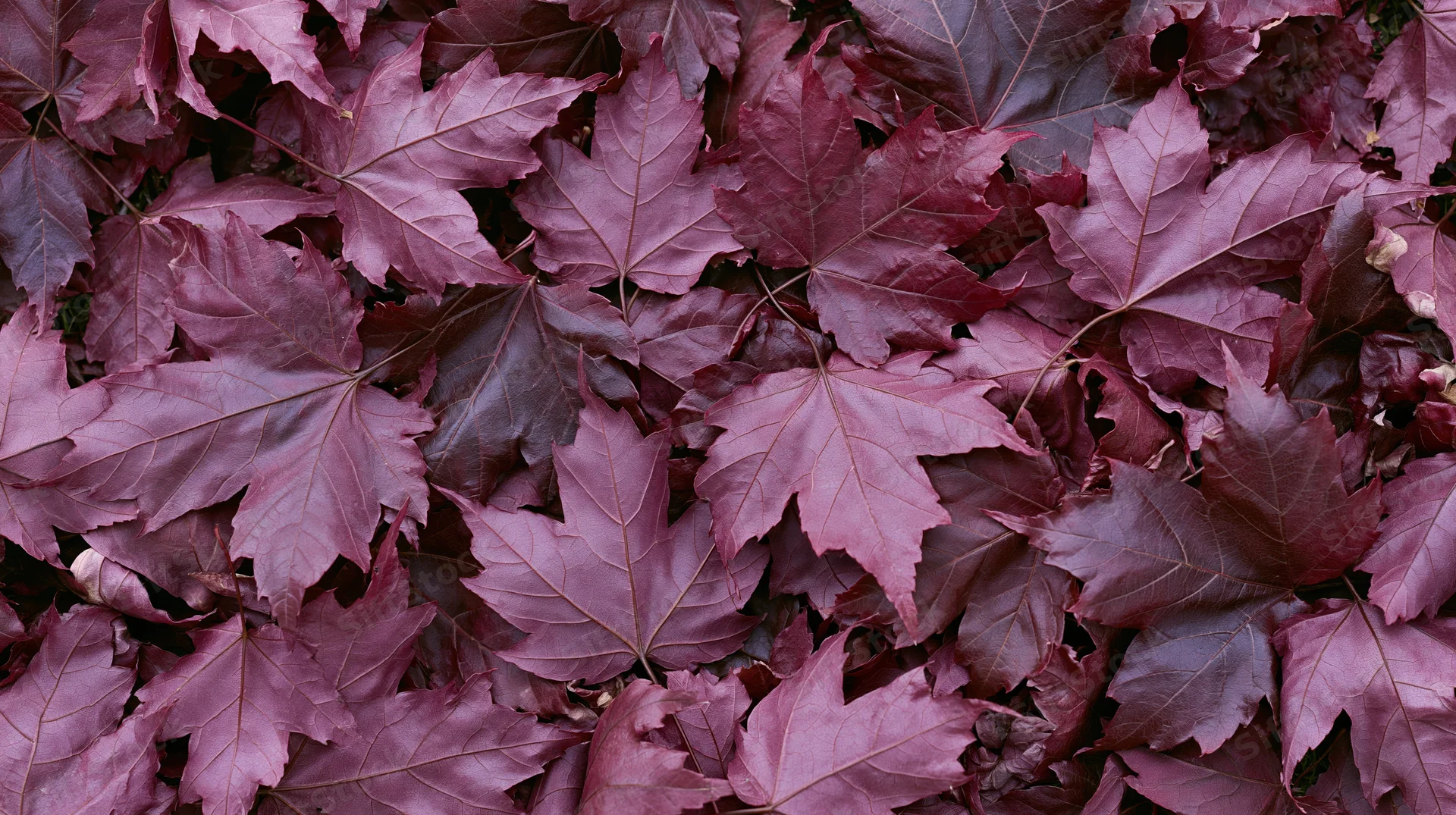Dense layer of fallen maple leaves covering the ground in autumn