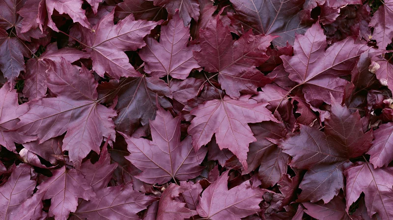 Dense layer of fallen maple leaves covering the ground in autumn