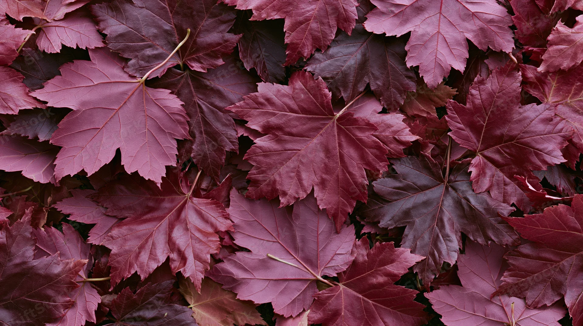 Dense layer of fallen maple leaves covering the ground in autumn