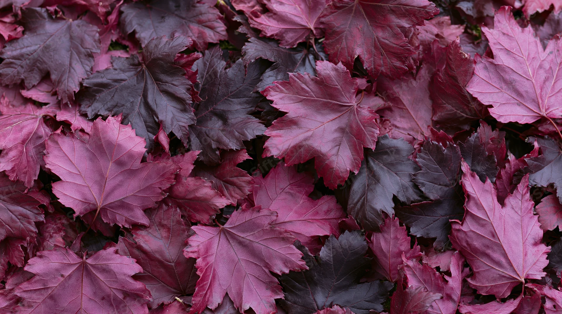 Dense carpet of fallen maple leaves covering the ground in autumn