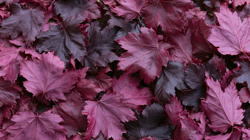 Dense carpet of fallen maple leaves covering the ground in autumn