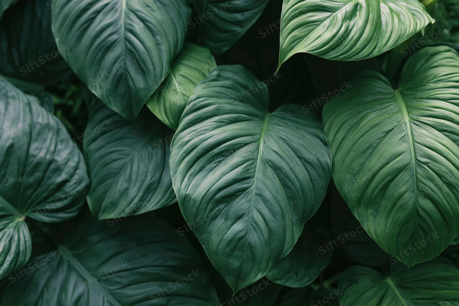 Dense cluster of large tropical leaves filling the frame
