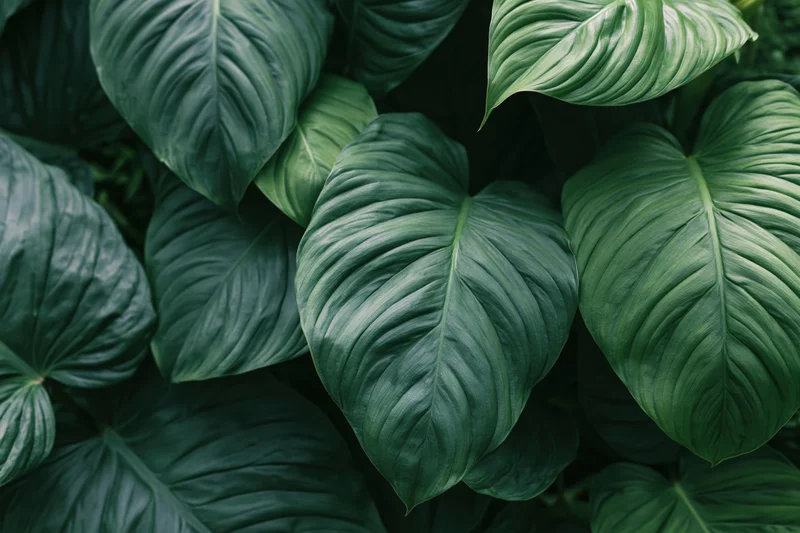Dense cluster of large tropical leaves filling the frame