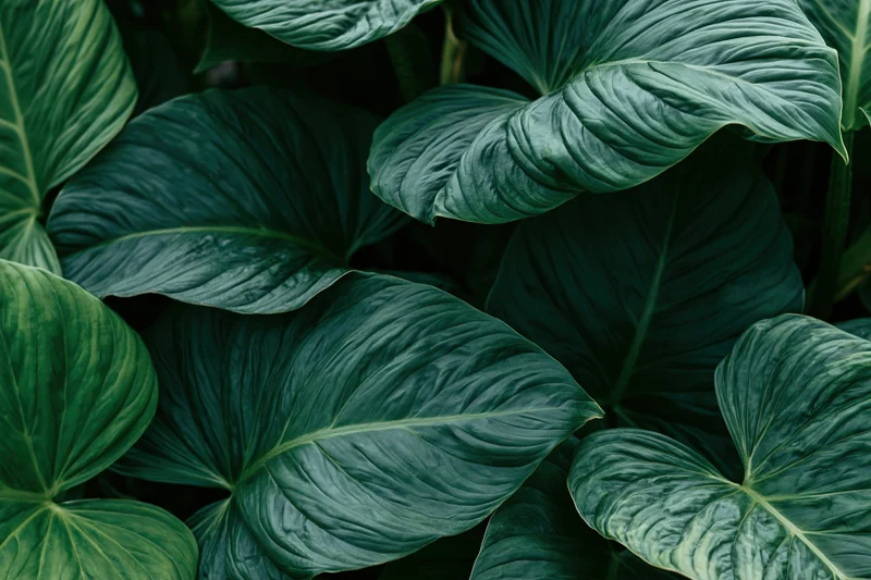 Dense cluster of large tropical leaves filling the frame