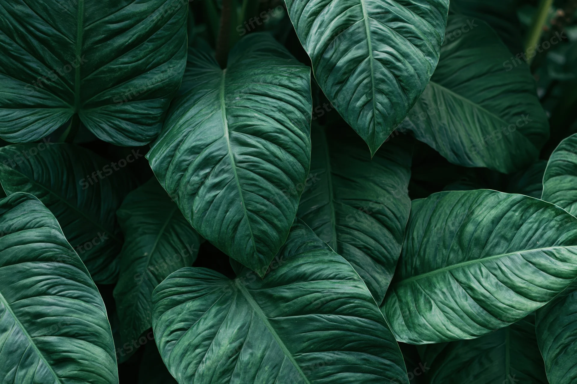 Dense cluster of large tropical leaves filling the frame