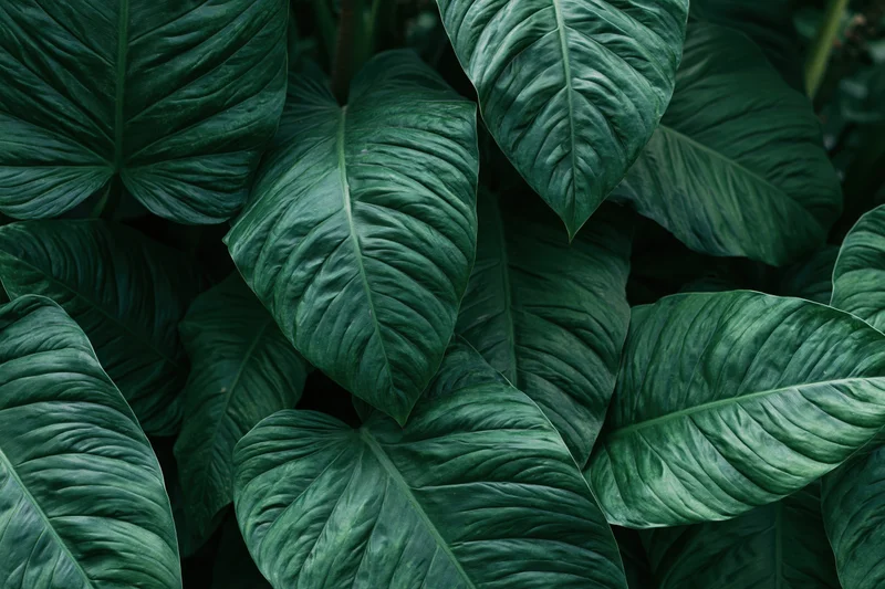 Dense cluster of large tropical leaves filling the frame
